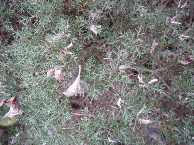 Genista hispanica P1A P19 P24 (2)